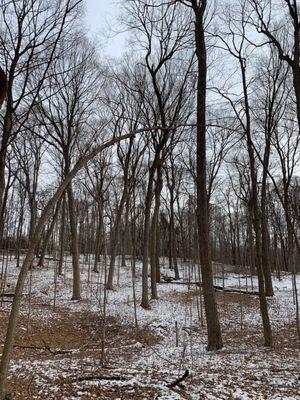 Maybury State Park in the winter