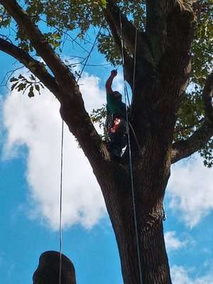 Mike Letson Tree Service