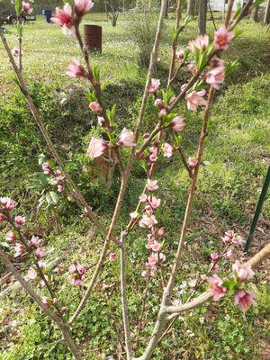 Mississippi Peach Blossoms