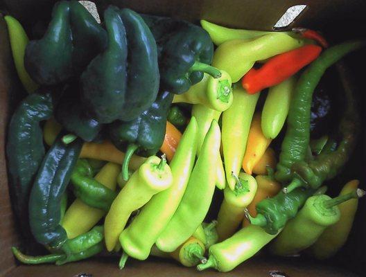 We love our specialty peppers! Everything from Shoshito, Poblano, Hungarian, Ghost