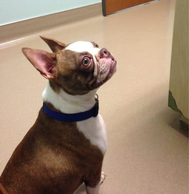 Enzo at Affordable Pet Care. He never once got scared, even during his shots! He had a great time!