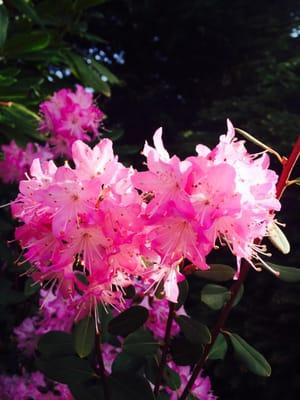 Vibrant Pink Azalea