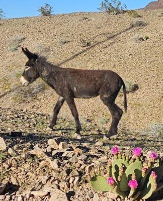 Enjoy the many different types of desert wildlife on your exciting, guided excursion,