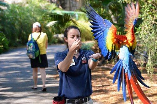 Training with a scarlet macaw