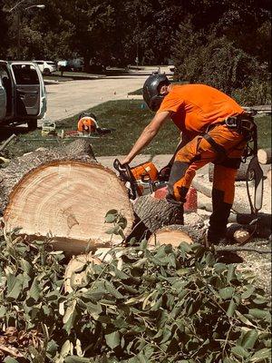 Boss Timber Tree Service Green bay Wi 54313 920-716-9606