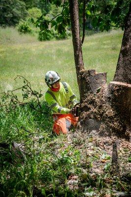 Stump Grinding to the MAX