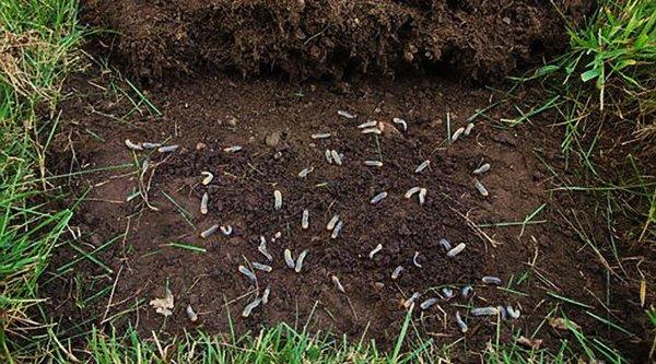 If grubs are a problem, call Green Machine Turf!