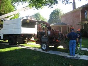 Tree Removal Service