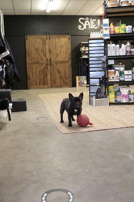 Shop dog Batman