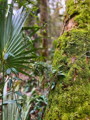 Mossy tree.