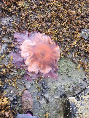 Lion Mane Jellyfish seen on CACS hike