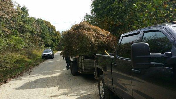 Large Specimen Japanese Maple