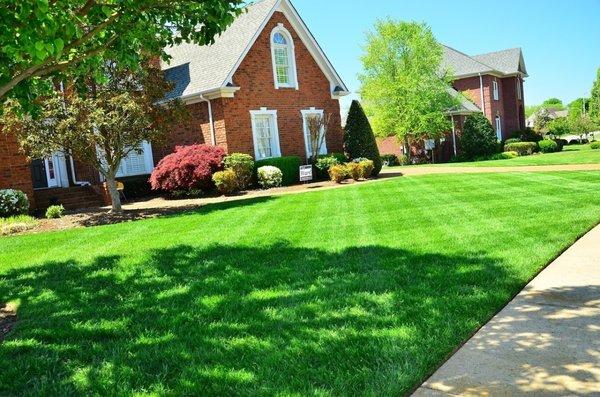 Landscaping Wheat Spike