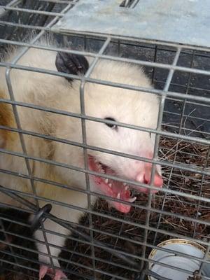 rare white opossum