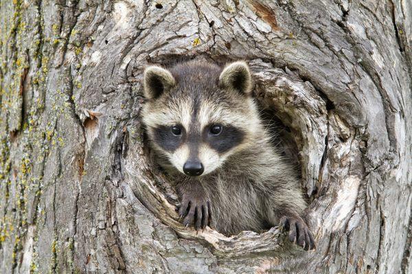 Young Raccoon