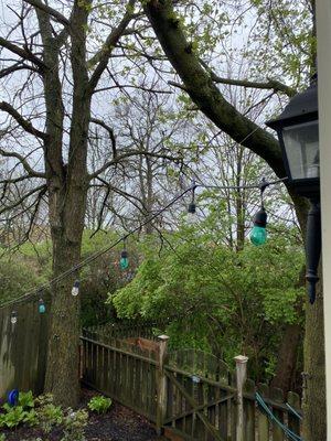 Before photo of a tree trimming job