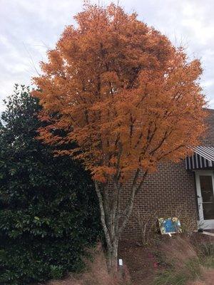 Japanese maple in November