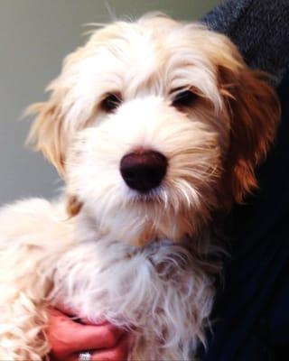 Happy, the labradoodle, relaxed for his visit