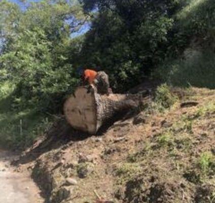 24/7 tree removal and stumps