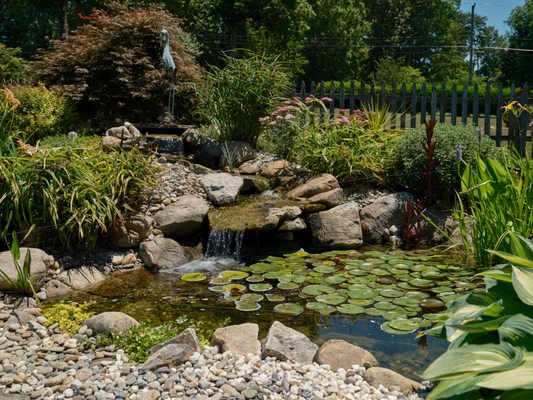 Backyard Koi Pond