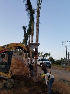 Planted 48" Box Large Queen Palm Trees