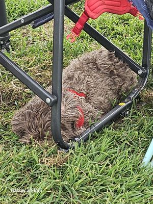 Lazy Havanese pup