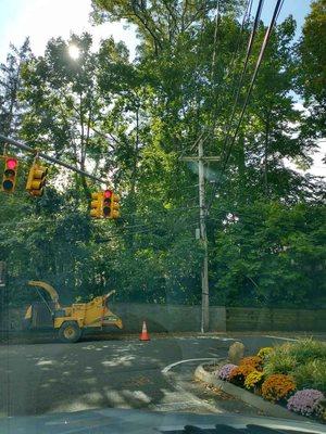 tree cutting