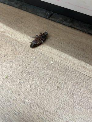 Dead cockroach