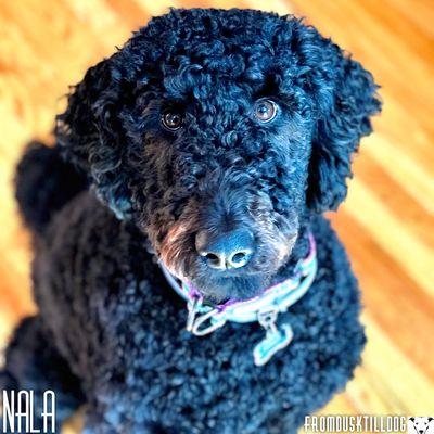 Please welcome Nala to the From Dusk Till Dog family! She is a one year old black Goldendoodle.