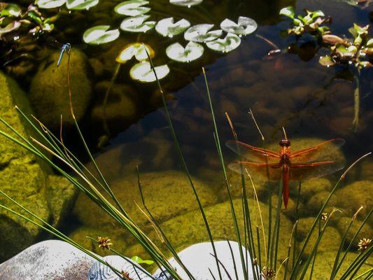 Eco System Ponds work with Mother Nature