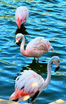 Flamingos