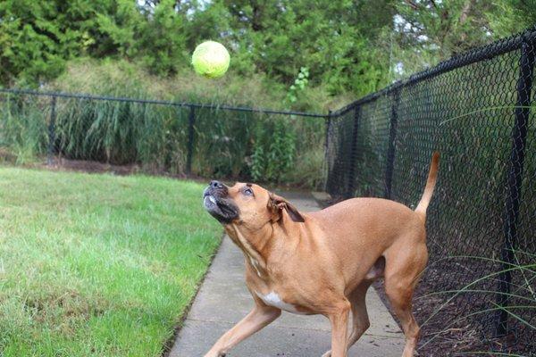 Jagger loves the park!