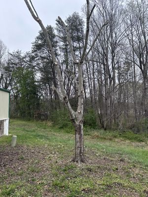 A topped out tree