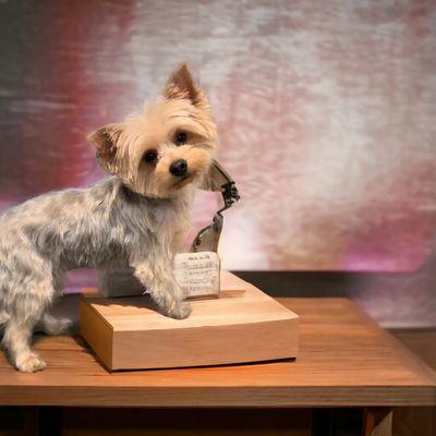 One of Milani's loyal customers. She specializes in yorkie cuts . Ranging from traditional to Asian fusion styles