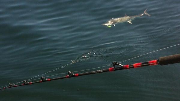 Offshore trip Nice Kingfish