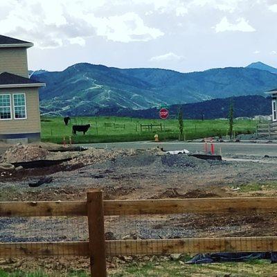 We hear cows mooing from our back deck. This land will eventually be Burns Park (a regional park).