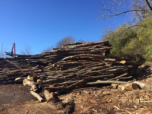 One of the log piles