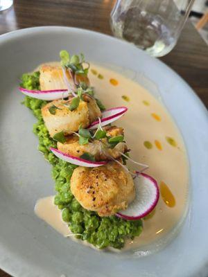 Seared scallops