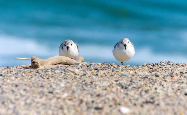 Piping plovers sitting quietly on the beach.