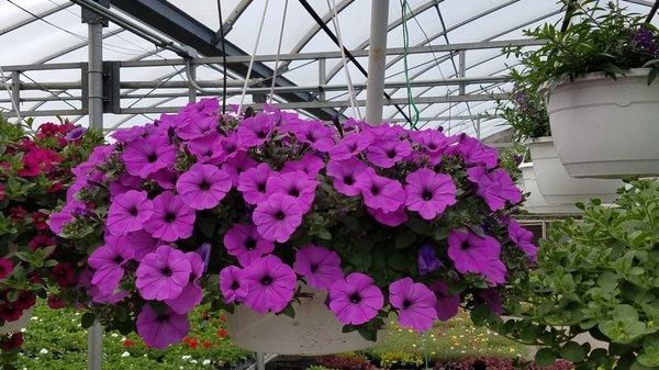 Hanging Baskets!