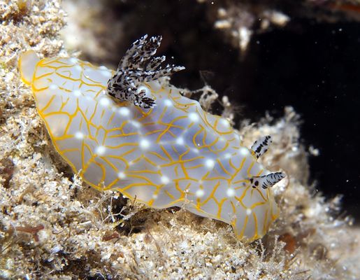 Goldlace nudibranch