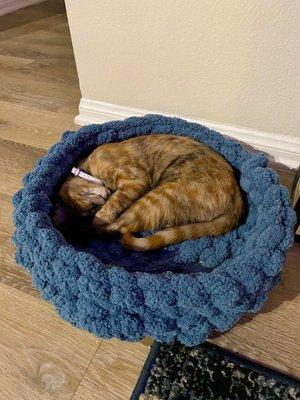 Super plush hand crocheted cat bed I bought at the lounge!! Also adopted our kitten there :)