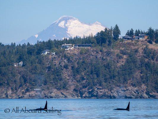 Mt Baker and a pod of orcas.  Phot credit: Barbara Howitt.