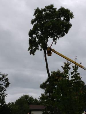 Tree removal; #mulkeen