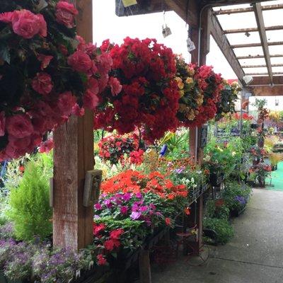 One of their very big specialities are elaborate hanging baskets in Spring and Summer.