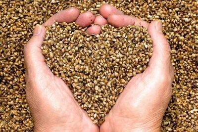 Hemp seeds are 'superfood'. Used as food and medicine for 3000 years.