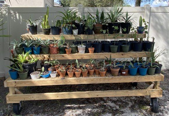 Three-Tier Plant Stand with Plants