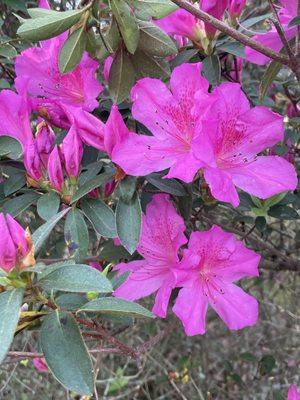 Spring is here in Florida Hot Pink Azalea