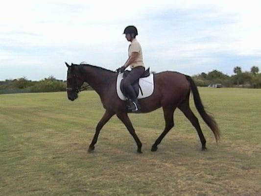 IRIDE - Indian River Institute for Dressage Equestrians