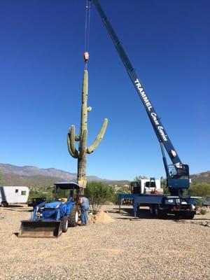 Trammel Crane Service Cactus and tree crane moving